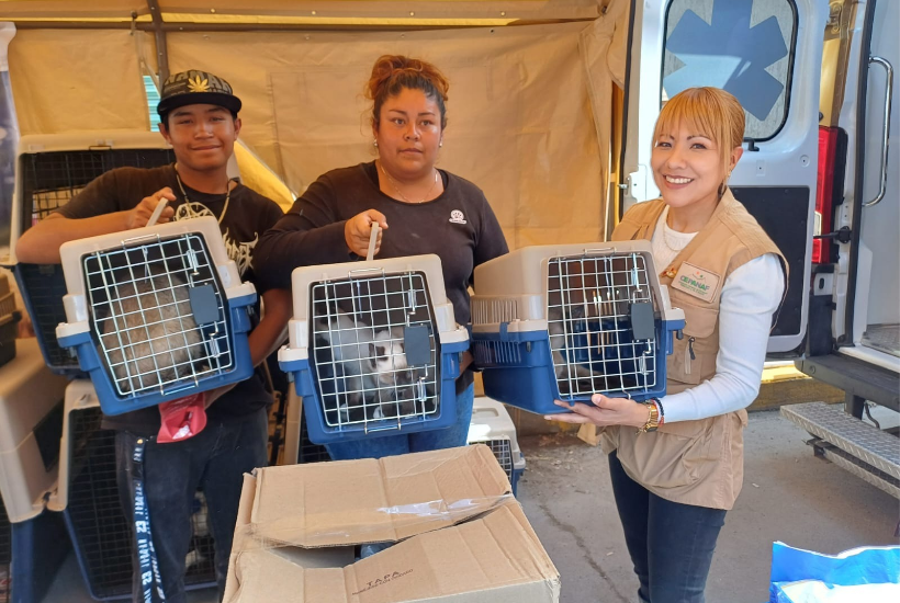 Serán 66 animales puestos en adopción tras ser rescatados de las calles inundadas. Foto: GEM