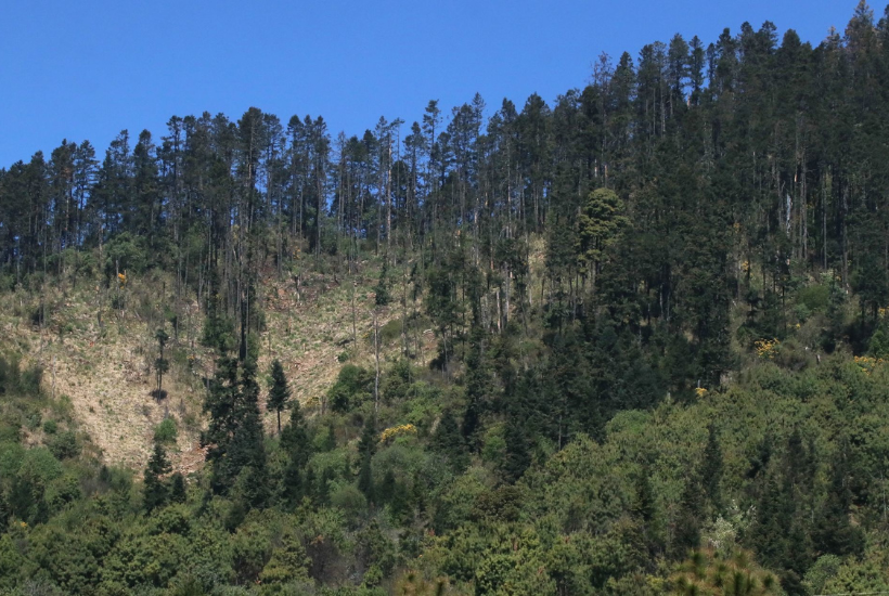 El Bosque de Agua abastece a 32 millones de personas en cuatro entidades. Foto: Margarito Pérez Retana/Cuartoscuro