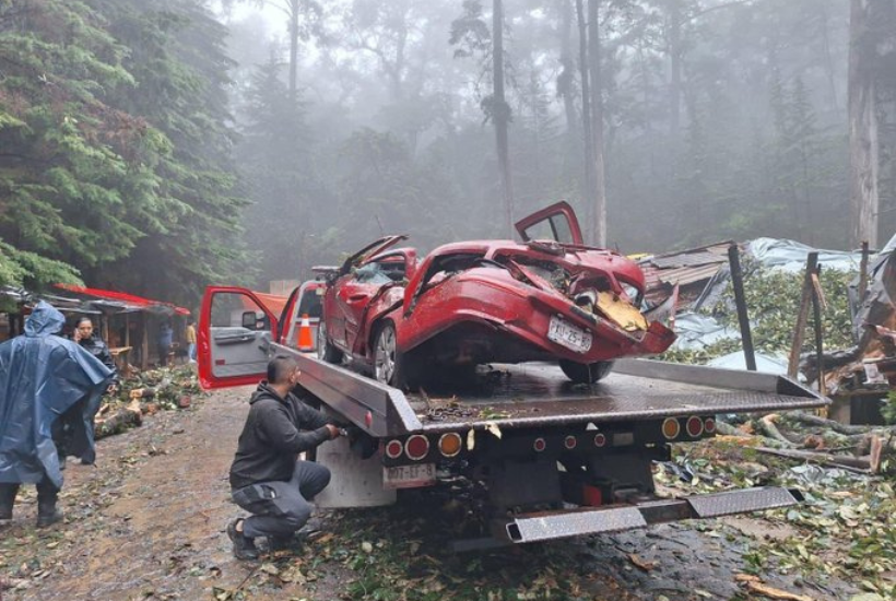 El árbol de aproximadamente 20 metros cayó sobre los automóviles que se encontraban en el lugar