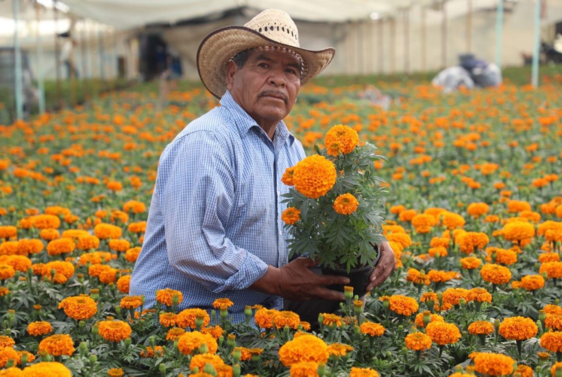 Listos los productores de cempasúchil para la temporada 