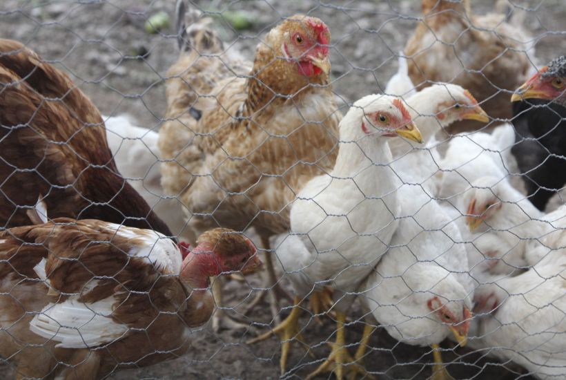 El virus de la influenza aviar, que normalmente circula entre los animales, también pueden infectar a los humanos. Foto Saúl López/ Cuartoscuro