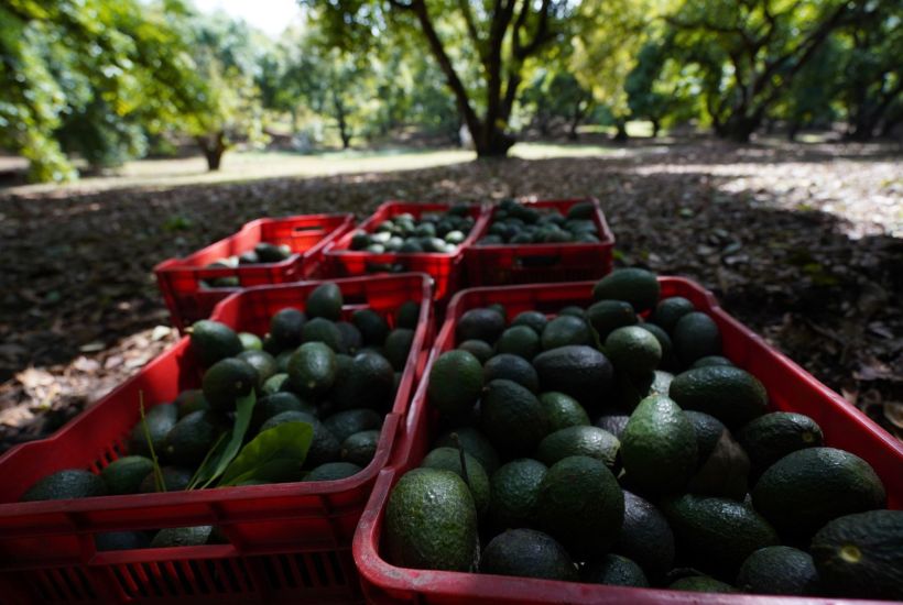 Michoacán es un estado exportador de aguacate a Estados Unidos. Foto Juan José Estrada Serafín/Cuartoscuro