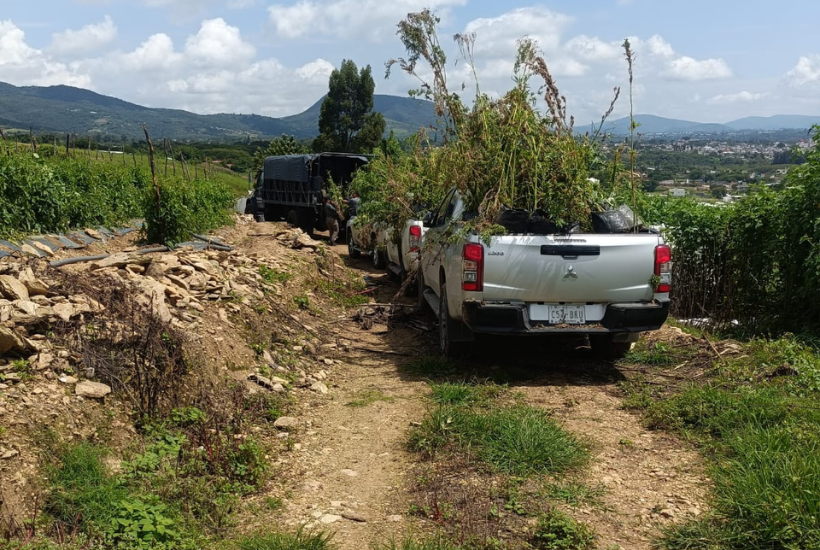 Las plantas de marihuana fueron trasladadas a la bodega de la Fiscalía General de la República (FGR) 