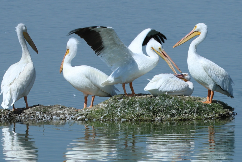 En la laguna también se pueden observar otras aves como patos americanos y garzas. Foto: Cortesía