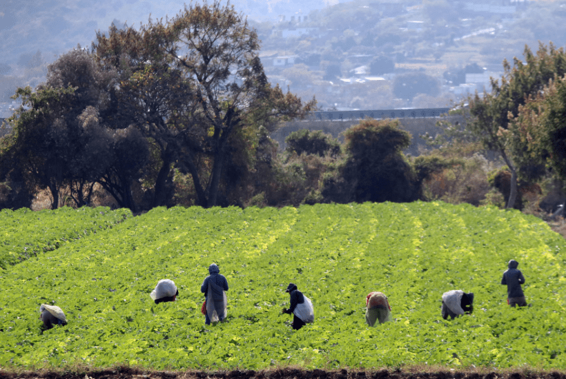 trabajadores agrícolas