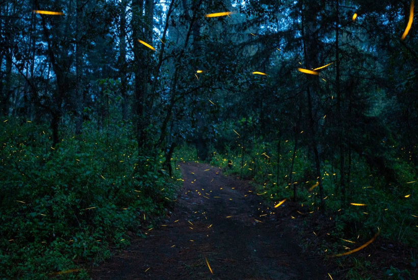 Los recorridos para admirar este espectáculo son estrictamente nocturnos.