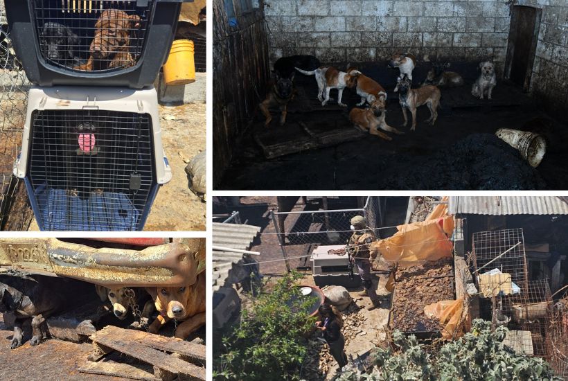 Perros rescatados en predio cateado de Mexicaltzingo