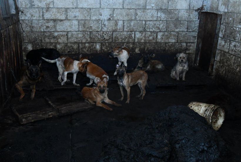 perros hallados en predio de Mexicaltzingo